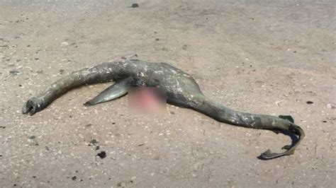 Mysterious Sea Creature Found On Georgia Beach