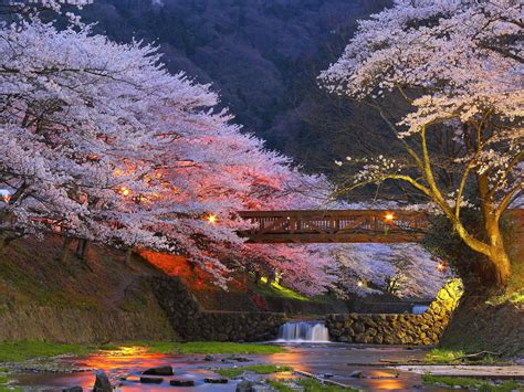Cherry Trees Japan