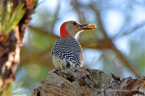 Red Bellied Woodpecker Big Year Birding