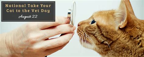 National Take Your Cat To The Vet Day 22nd Amc Blog