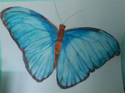 Blue Morpho Butterfly Drawing At Explore