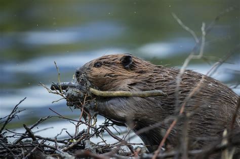 11 Wild Wetland Animals