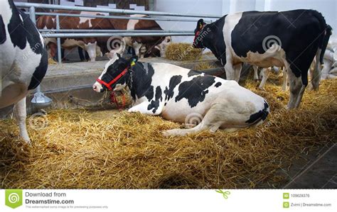 Cows In Stable Stock Photo Image Of Loose Animal Cows 109628376