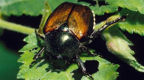 9 Tips On How To Get Rid Of Japanese Beetles Naturally The Rustic Elk