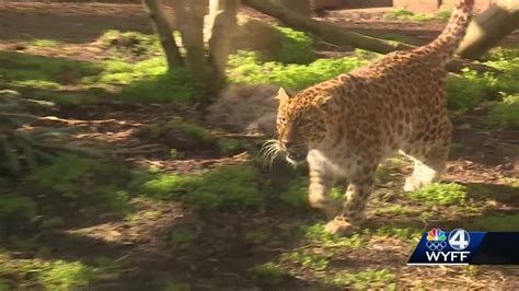 Greenville Zoo Will Soon Have New Additions Youtube