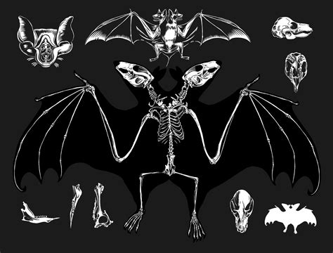 2 Headed Bat Skeleton From Craig Horky Drawings Dark Fantasy Art