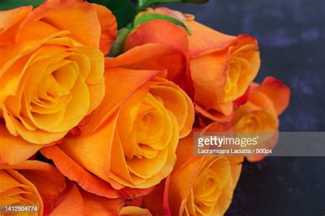 Dark Orange Roses Photos And Premium High Res Pictures Getty Images