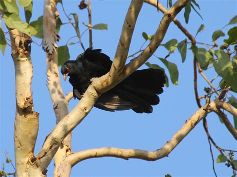 The Koel Storm Bird Arrives In Townsville For The Wet Season