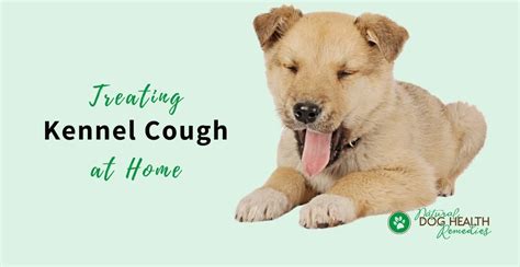 How To Help Ease Kennel Cough Home And Garden Reference