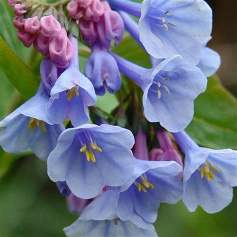 Yes Virginia Bluebells Also Grow In Indiana Gardenrant
