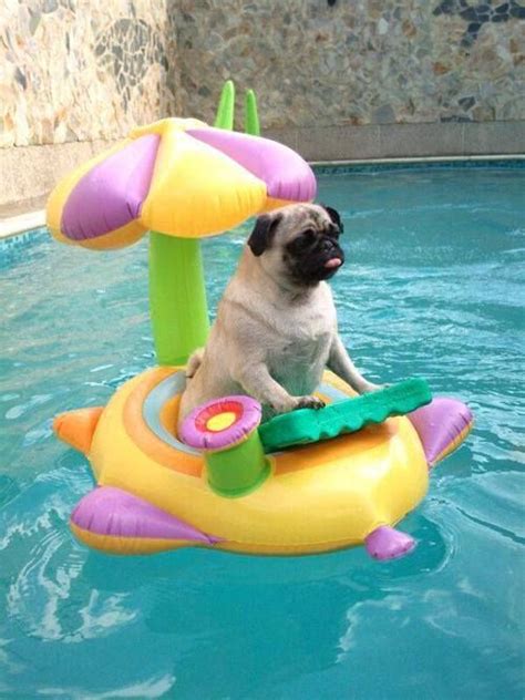 Petsladys Pick Funny Floating Pug Pic Of The Day Cute Pugs Funny
