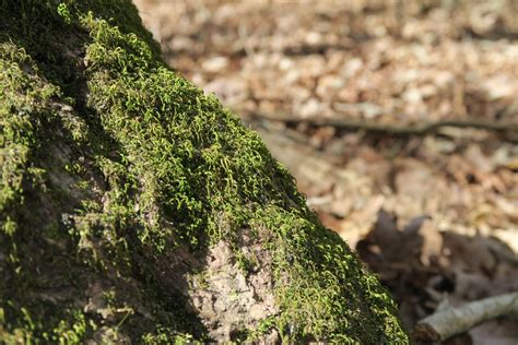 Moss On Tree Clean Public Domain