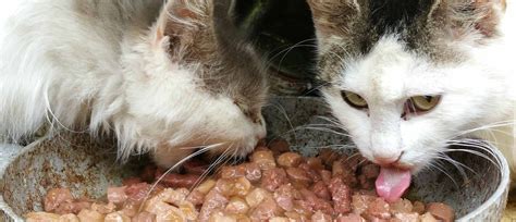 Maybe you would like to learn more about one of these? Should I feed my cat both wet and dry food? | Pets, Cats ...