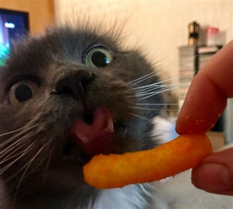 Cat Tries A Cheese Curl For The First Time And His Reaction Is Hilarious
