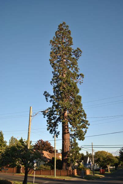 Vancouver Island Big Trees Largest Tree In Victoria Bc Is A Giant Sequoia