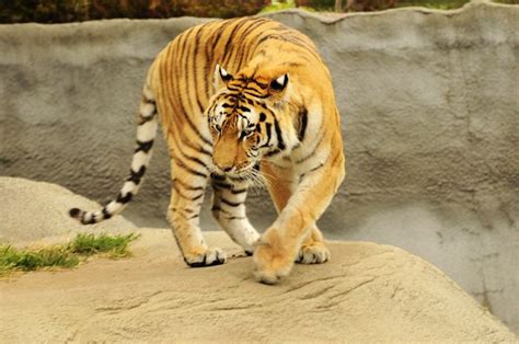 An Image Of A Tiger Thats At Least 400 Pixels Wide And At
