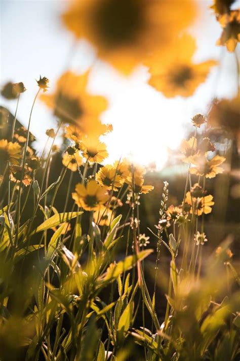 🥇 Imagen De Flores Silvestres Amarillas En Una Pradera Al Atardecer