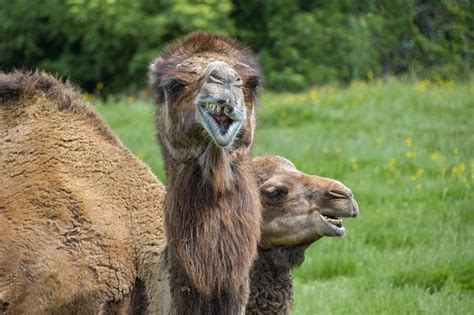 115 Cute And Funny Camel Names Animal Hype
