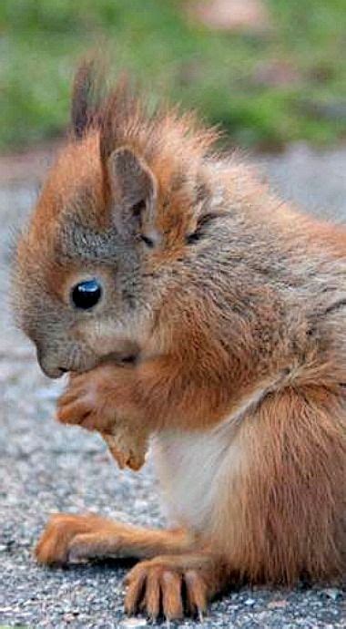 Baby Red Squirrel Having Some Nibbles Animals