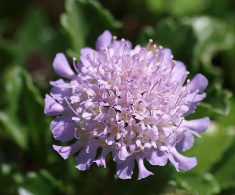 Colin Blogs Plants Im Growing First Blooms Scabiosa Farinosa