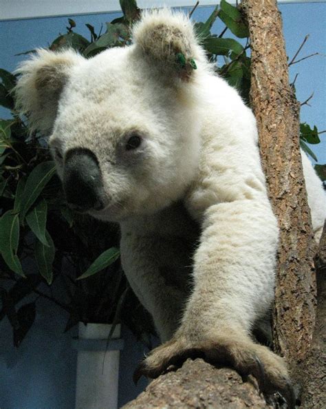 Rare White Koala Animals Beautiful Koala Albino Animals