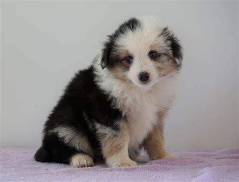 Mini Australian Shepherd For Sale Loudenville Oh Male Brady Ac Puppies Llc