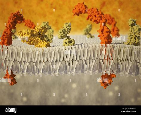 Phospholipid Bilayer Cell Membrane Graphic Hi Res Stock Photography And