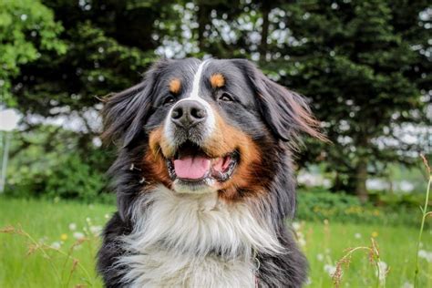 Bernese Mountain Dog Shedding And Your Sanity Bernese Love