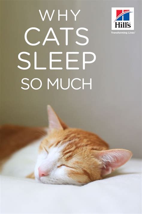 Why Do Cats Sleep So Much Hills Pet Cat Care Cat Sleeping Cats