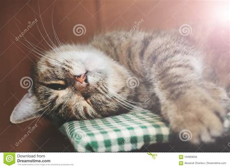 Beautiful Cute Cat Sleeping Stock Image Image Of Gaze Looking 104959033