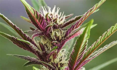 How Does Cannabis Get Its Color Here’s Why Some Strains Turn Purple Leafly