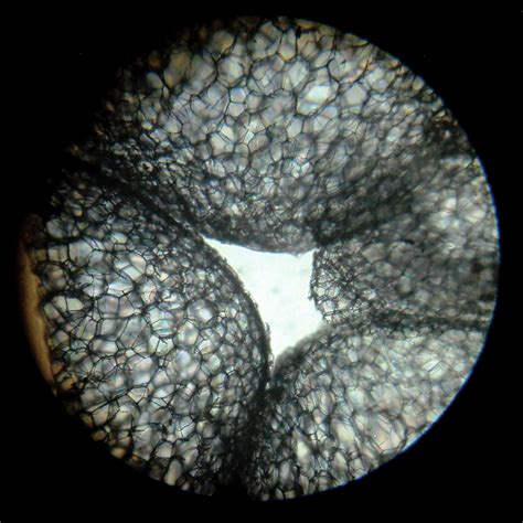 Filemicroscopic Section Of Thermocol Block Under Light Microscope