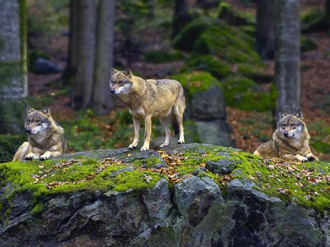 6 Things To Know When Crossing Paths With Wolves In The Wild Page 2