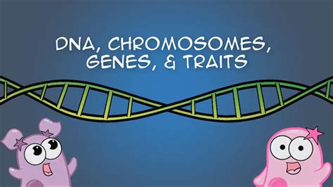 All other phenotypes or genotypes are considered variants of this standard. The Amoeba Sisters: DNA, Chromosomes, Genes, Traits--An ...