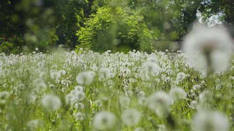 Green Meadow Of White Dandelions Spring Stock Footage Sbv 338103149