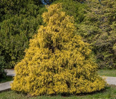 25 Weeping Cypress Pine Seeds Hesperocyparis Funebris Etsy Uk