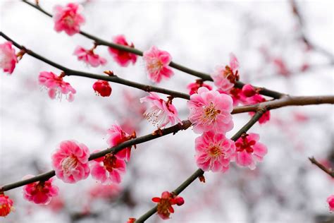 Japanese Plum Blossom Wallpapers Top Free Japanese Plum Blossom