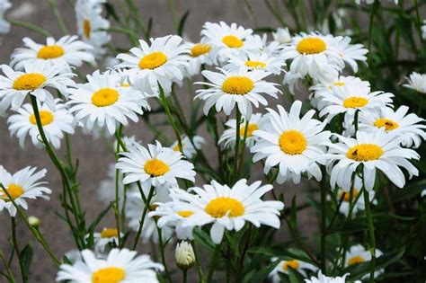 How To Grow And Care For Shasta Daisies Be Legendary Podcast