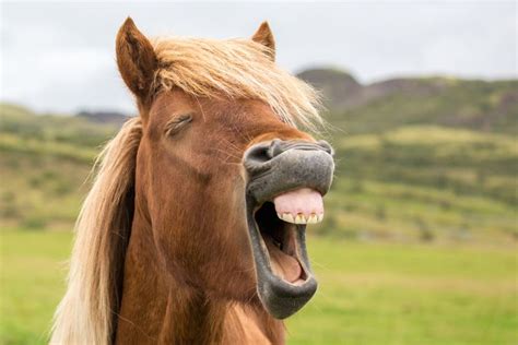 12 Astonishing Facts About Horses