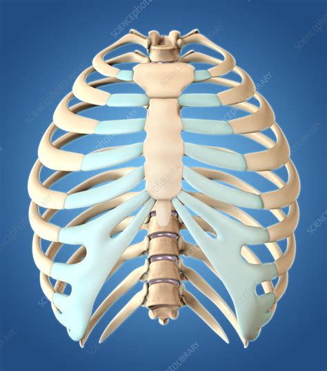 Rib Cage Illustration Stock Image C0277191 Science Photo Library