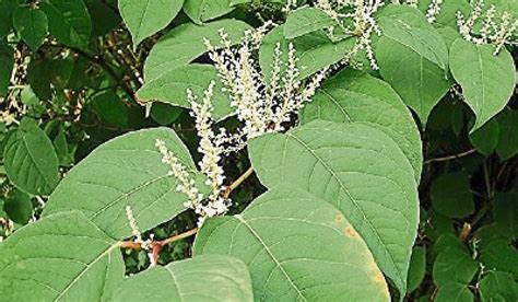 Practical Japanese Knotweed Workshops Tipperary Live