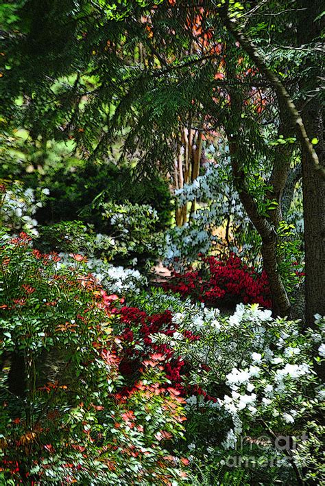 Floral Of The Forest Photograph By Jost Houk Pixels