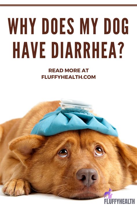 Why Does My Dog Have Diarrhea 9 Underlying Diseases Behind Canines