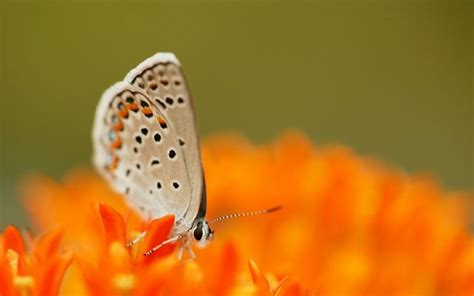 Karner Blue Butterfly Facts The Nature Conservancy