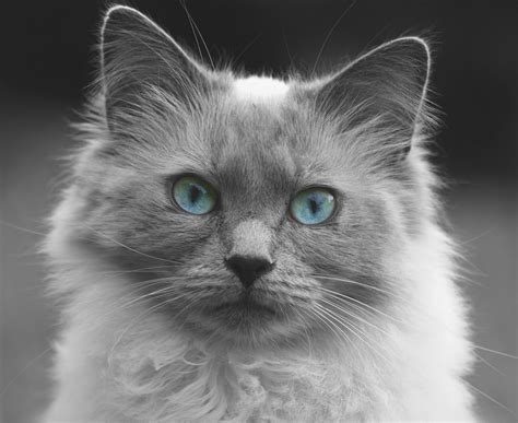 Cat Blue Eyes Kitten Free Stock Photo Public Domain Pictures