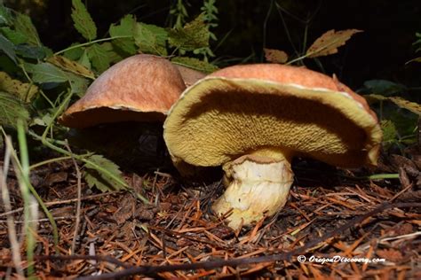 Wild Edible Mushroom Season Oregon Oregon Discovery