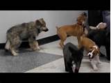 Images of Puppy Socialization Classes Petco