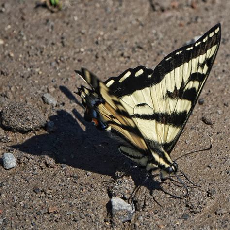 Papilio Rutulus Western Tiger Swallowtails Things Of The