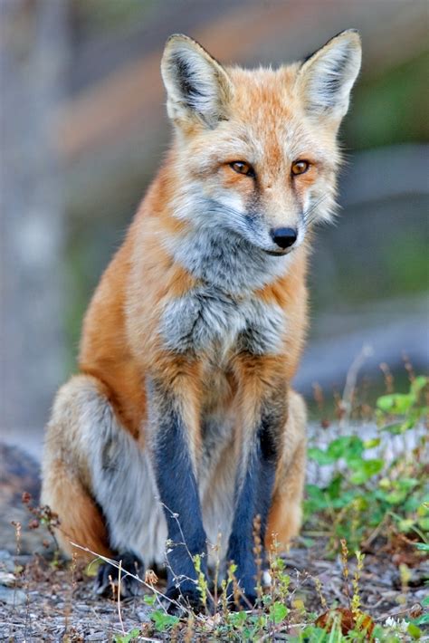 A Tale Of Two Reds Old World Versus New World Red Fox — Furbearer