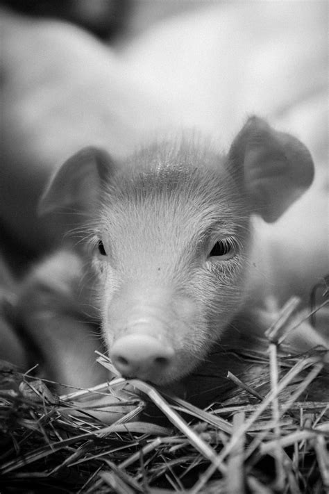 Cute Piglet Free Stock Photo Public Domain Pictures